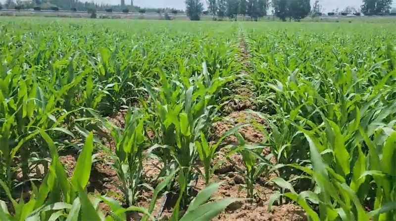 奧龍高產新模式播種玉米長勢良好
